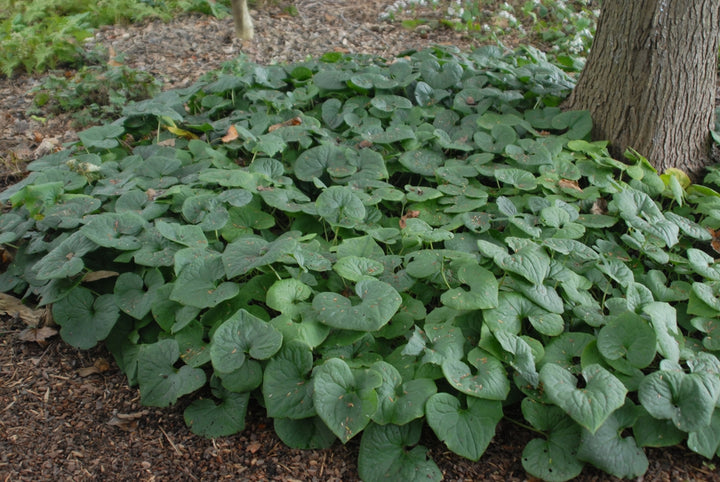 Wild Ginger Plant Seeds for Planting – Heirloom, Non-GMO, High Germination Organic Garden Seeds