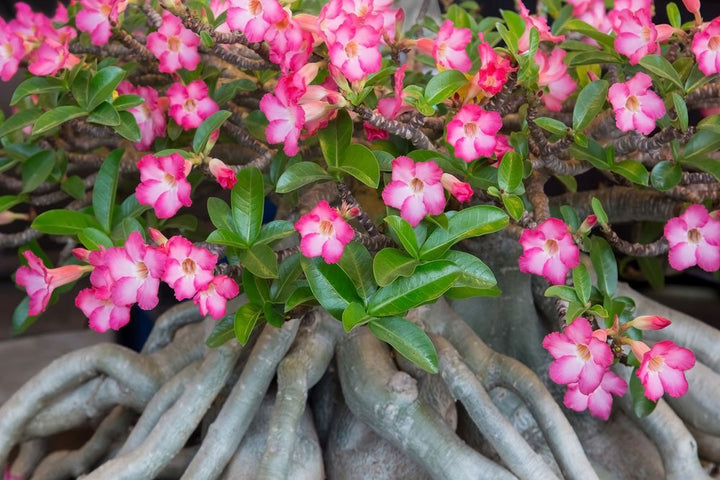 Wüstenrose Flower Seeds for Planting - Heirloom Non-GMO High Germination Organic Garden Seeds