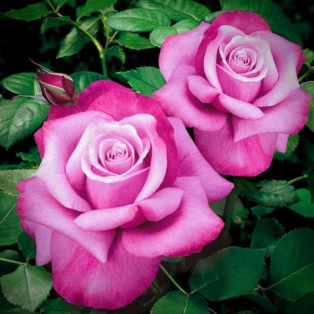 Barbara Streisand Lavender Rose Flower Seeds – Heirloom, Non-GMO, Organic Garden Seeds for Planting