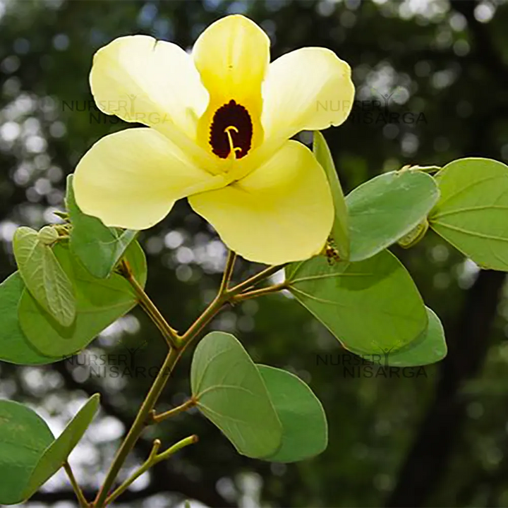 Cytisus Battandieri Flower Seeds for Planting | Heirloom, Non-GMO, High Germination Organic Garden Seeds