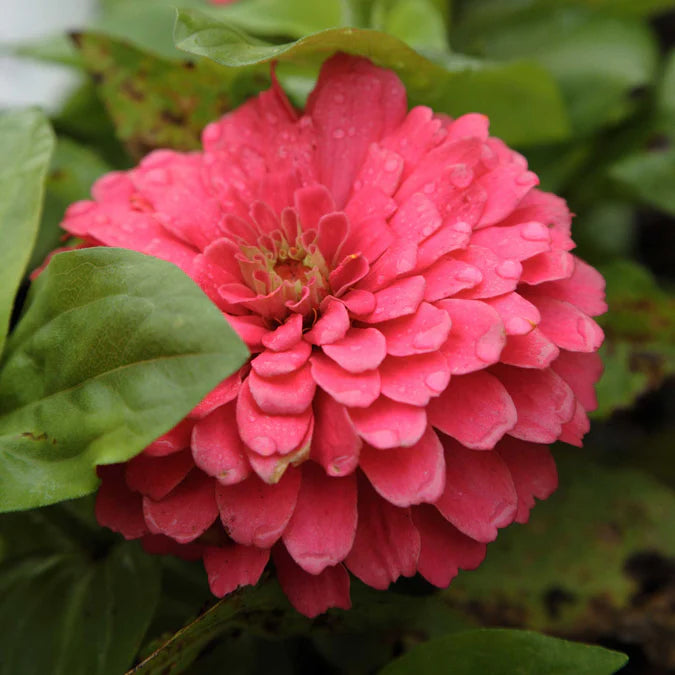 Zinnia Benary Giant Flower Seeds – Vibrant Colors, Heirloom, Non-GMO, High Germination Organic Garden Seeds