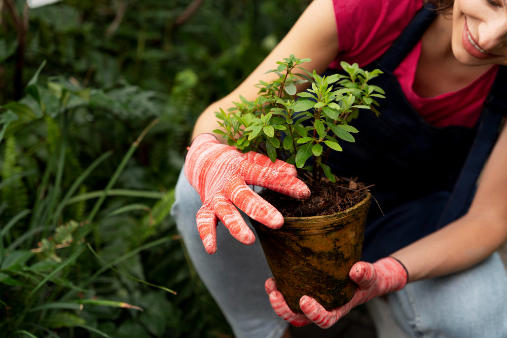 How to Grow a Thriving Garden from Seeds: A Beginner's Guide