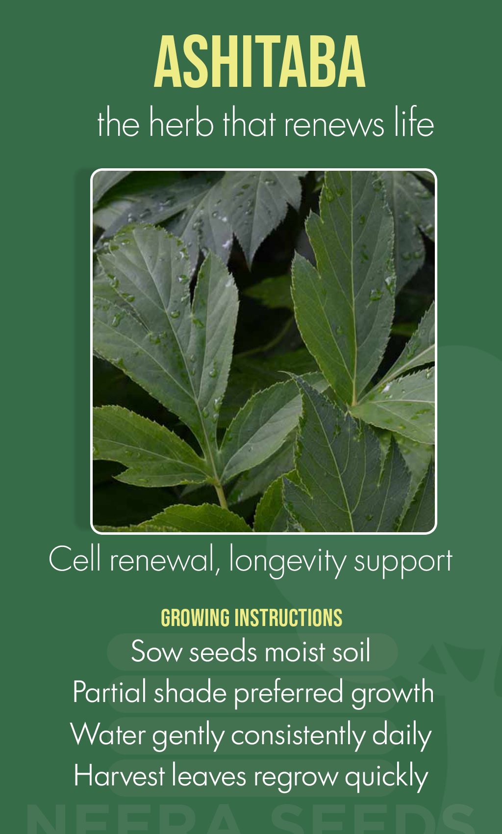 Ashitaba Seeds for Planting – Heirloom Non‑GMO Garden Seeds Online for Healthy Winter Gardens