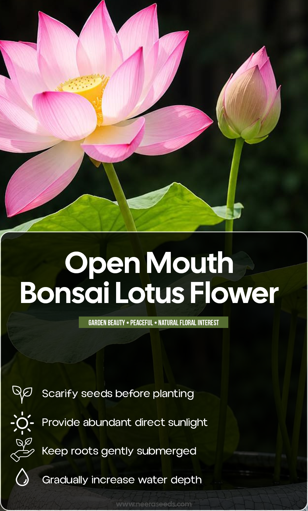 Bloom Where Summer Shines: Grow Open Mouth Bonsai Lotus Flowers at Home