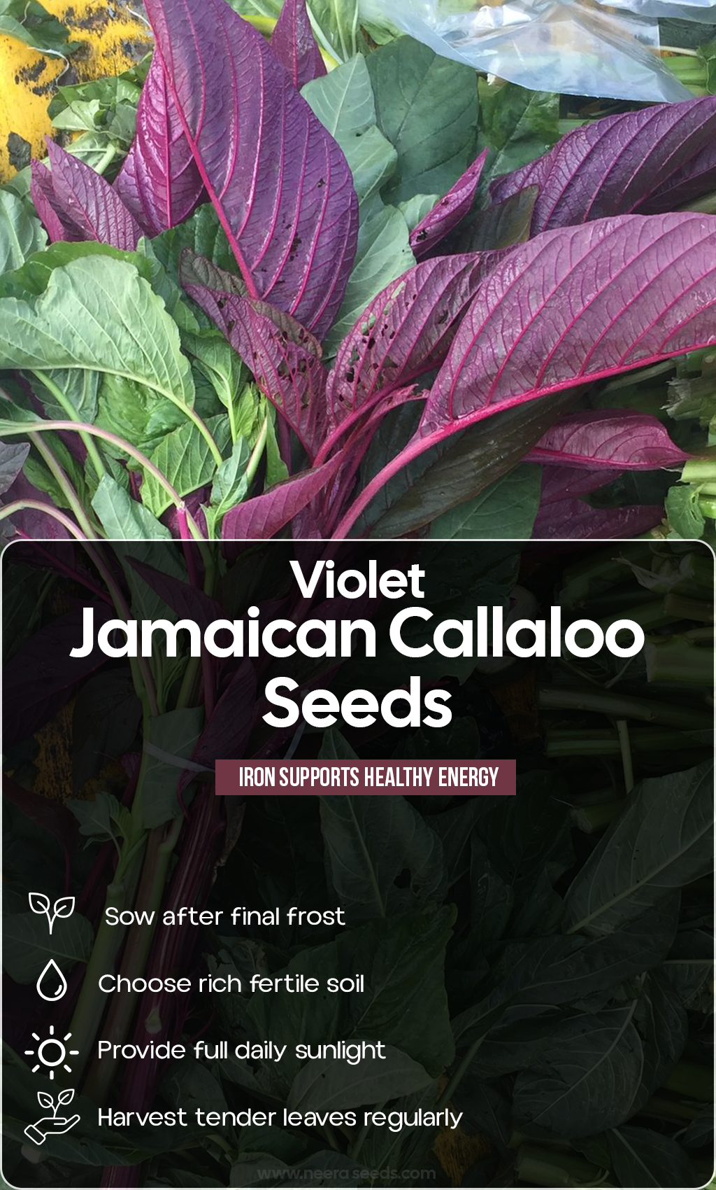 Bring Caribbean Flavor to Your Summer Garden: Grow Vibrant Violet Jamaican Callaloo