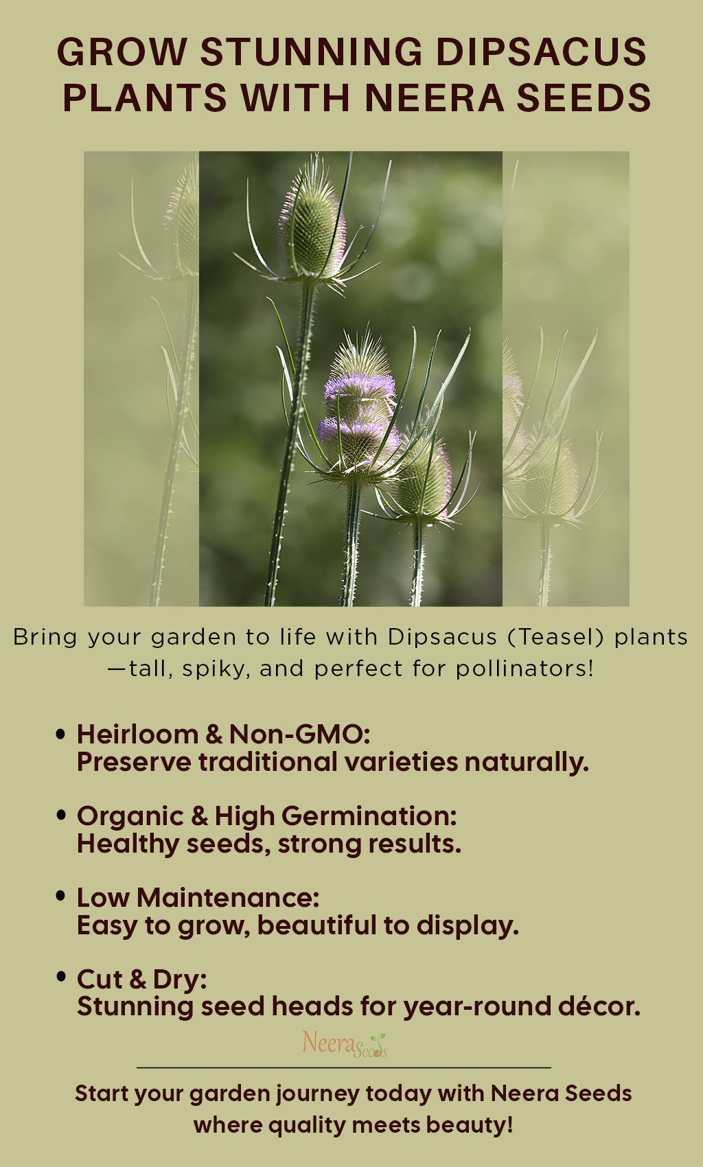 Dipsacus Plant Seeds – Heirloom, Non-GMO, High Germination