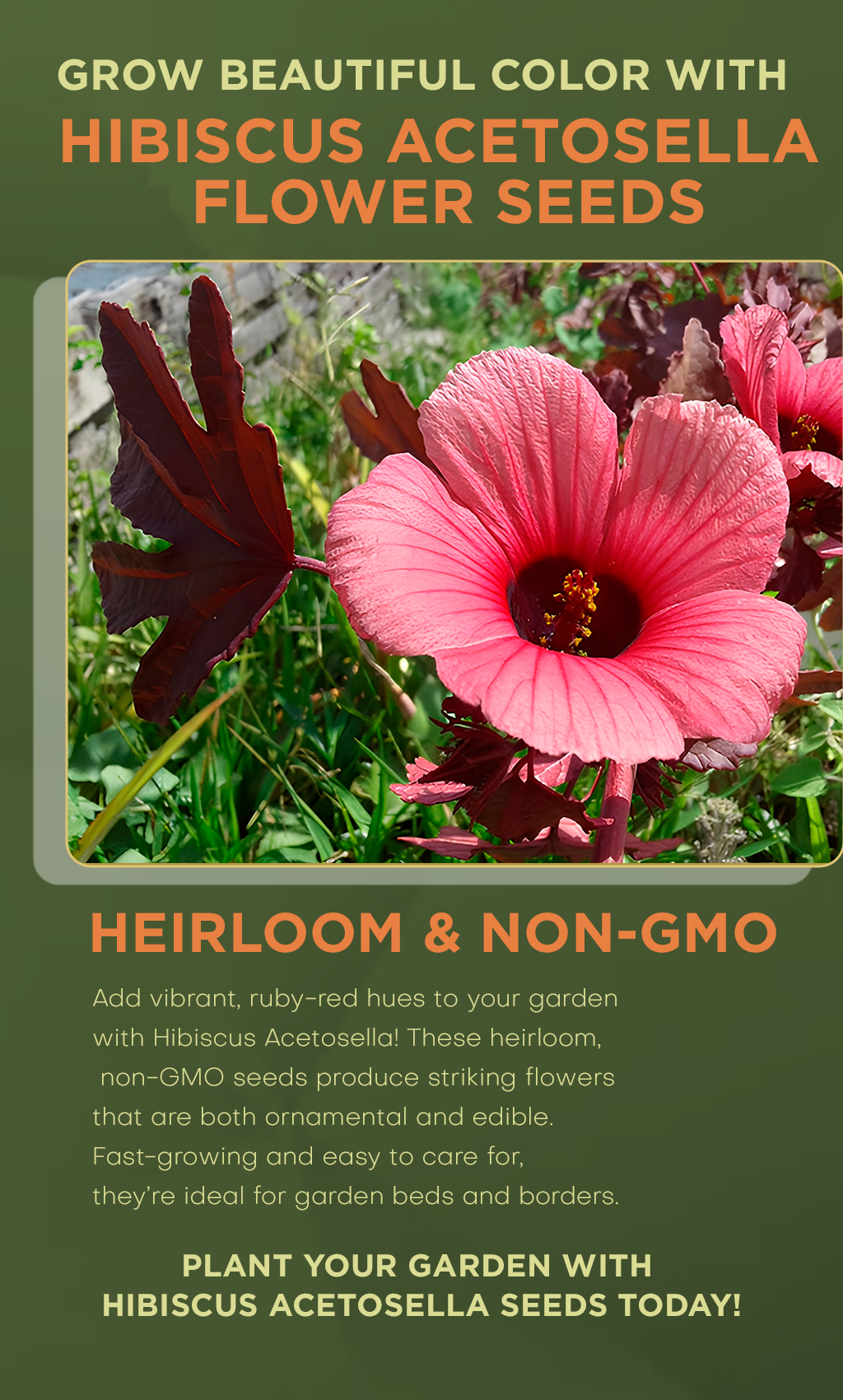 Hibiscus Acetosella: The Ultimate Heirloom Flower for Colorful Landscapes