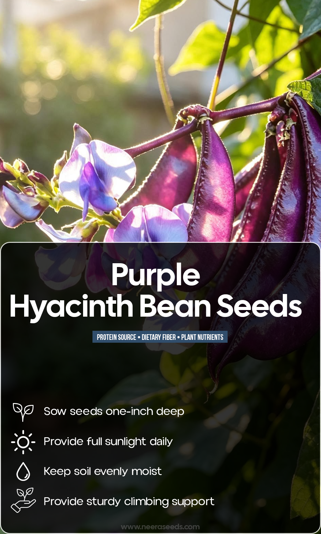 Let Your Summer Garden Climb Into Color: Grow Purple Hyacinth Beans