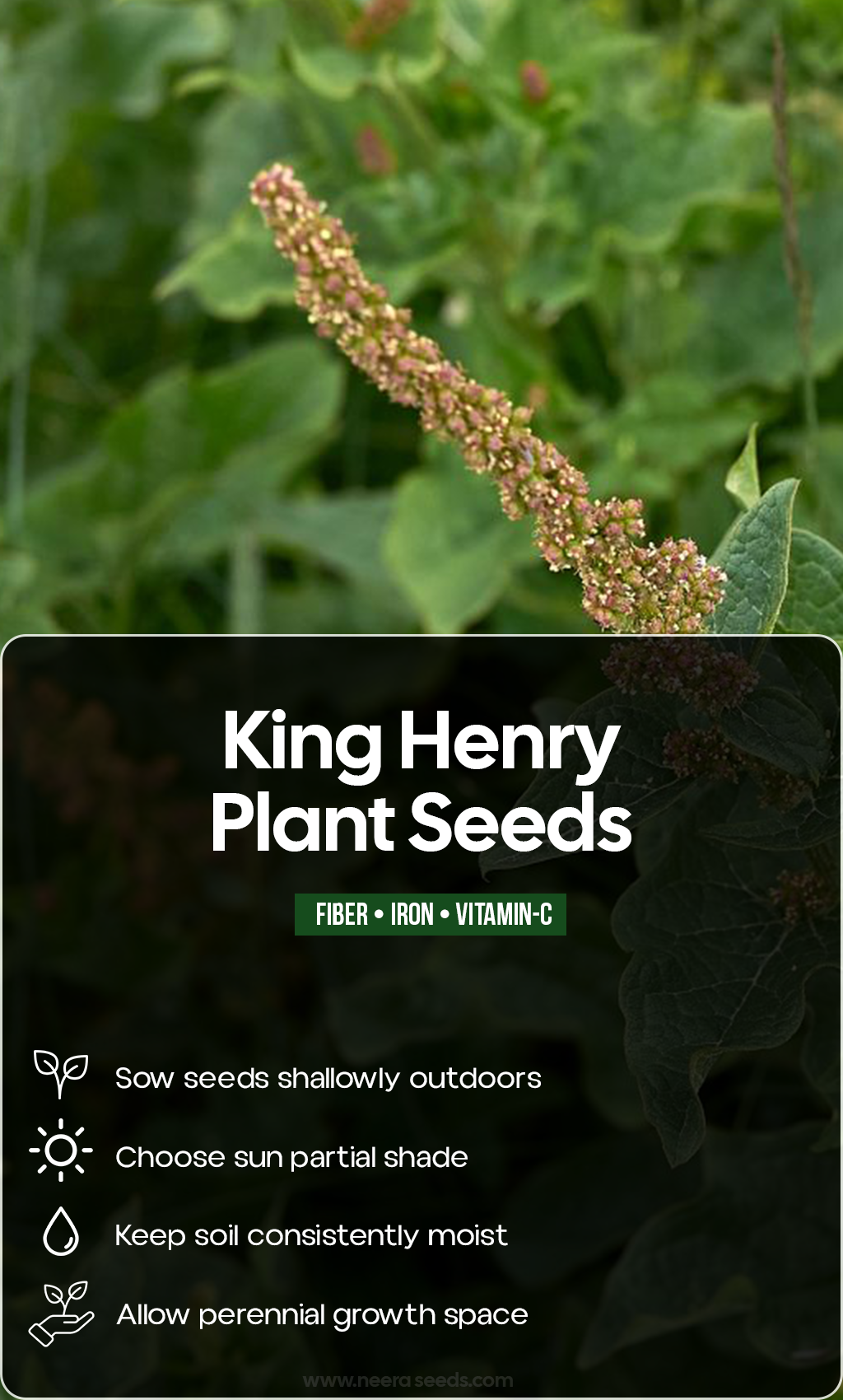 Bring an Old-Fashioned Garden Treasure Home: Grow King Henry from Seed This Summer