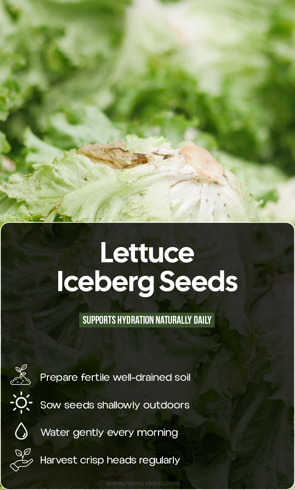 Fresh From Your Garden: Grow Crisp Iceberg Lettuce for Delicious Summer Harvests