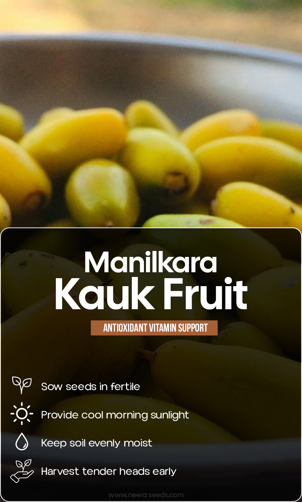 Grow a Taste of the Tropics: Bring Manilkara Kauk Fruit to Your Summer Garden