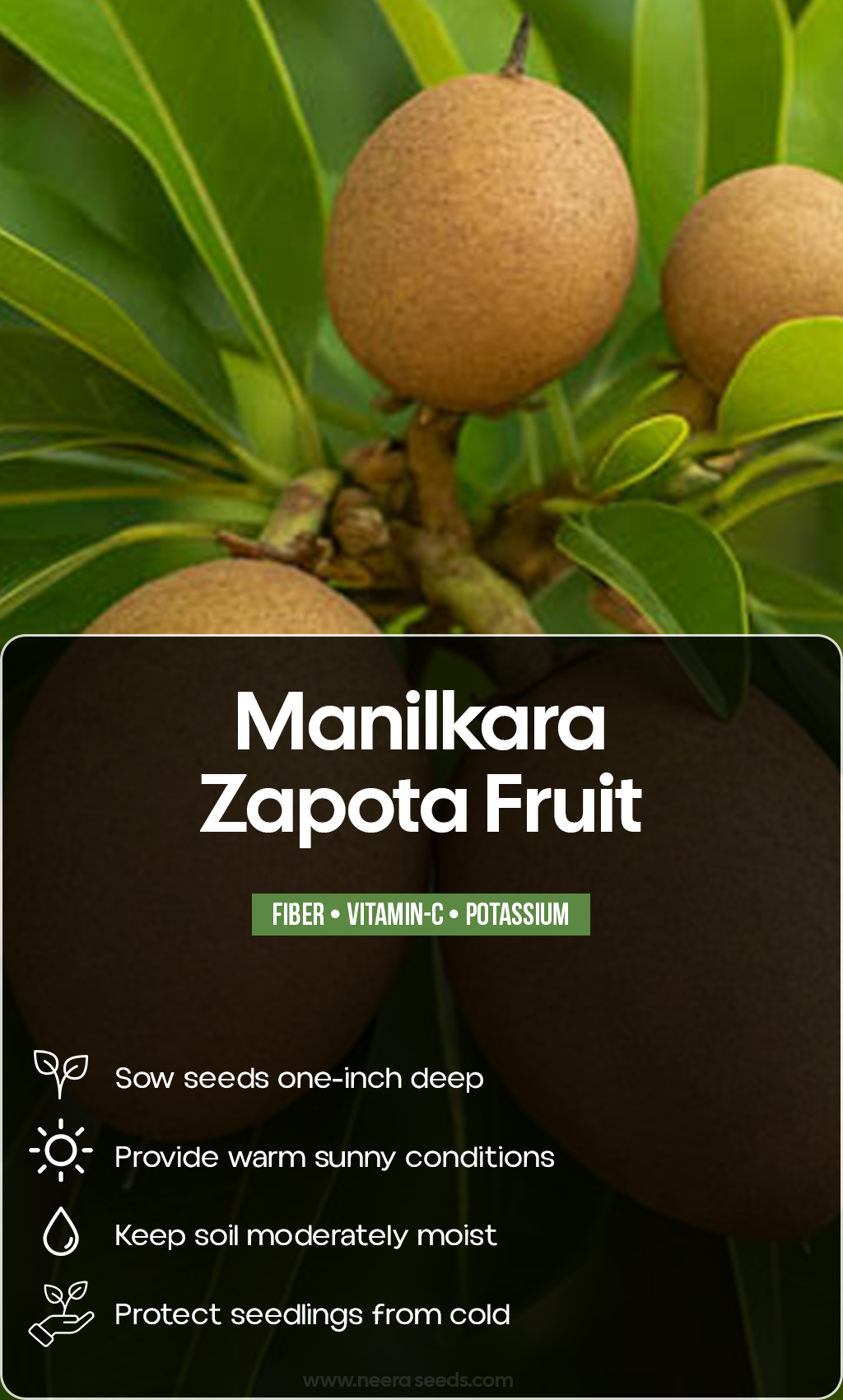Grow a Taste of the Tropics: Plant Manilkara Zapota Seeds for Sweet Summer Dreams