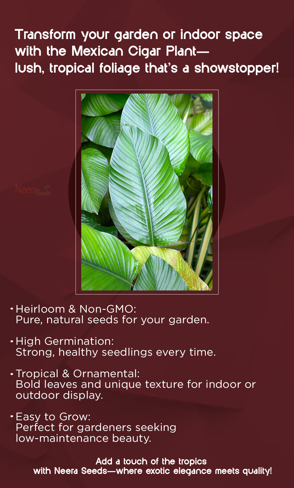 Calathea Lutea Mexican Cigar Plant Seeds – Heirloom, Non-GMO, High Germination
