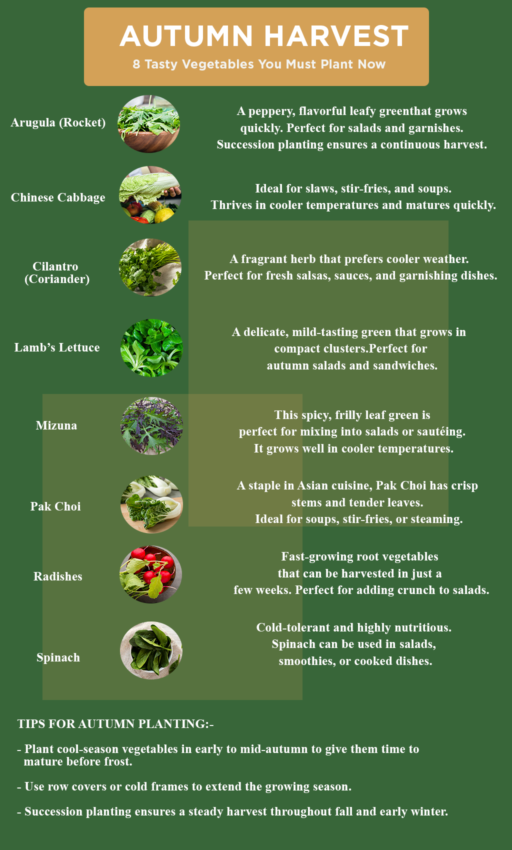 “Autumn Harvest Guide: 8 Must-Plant Vegetables for a Flavor-Packed Fall Garden”
