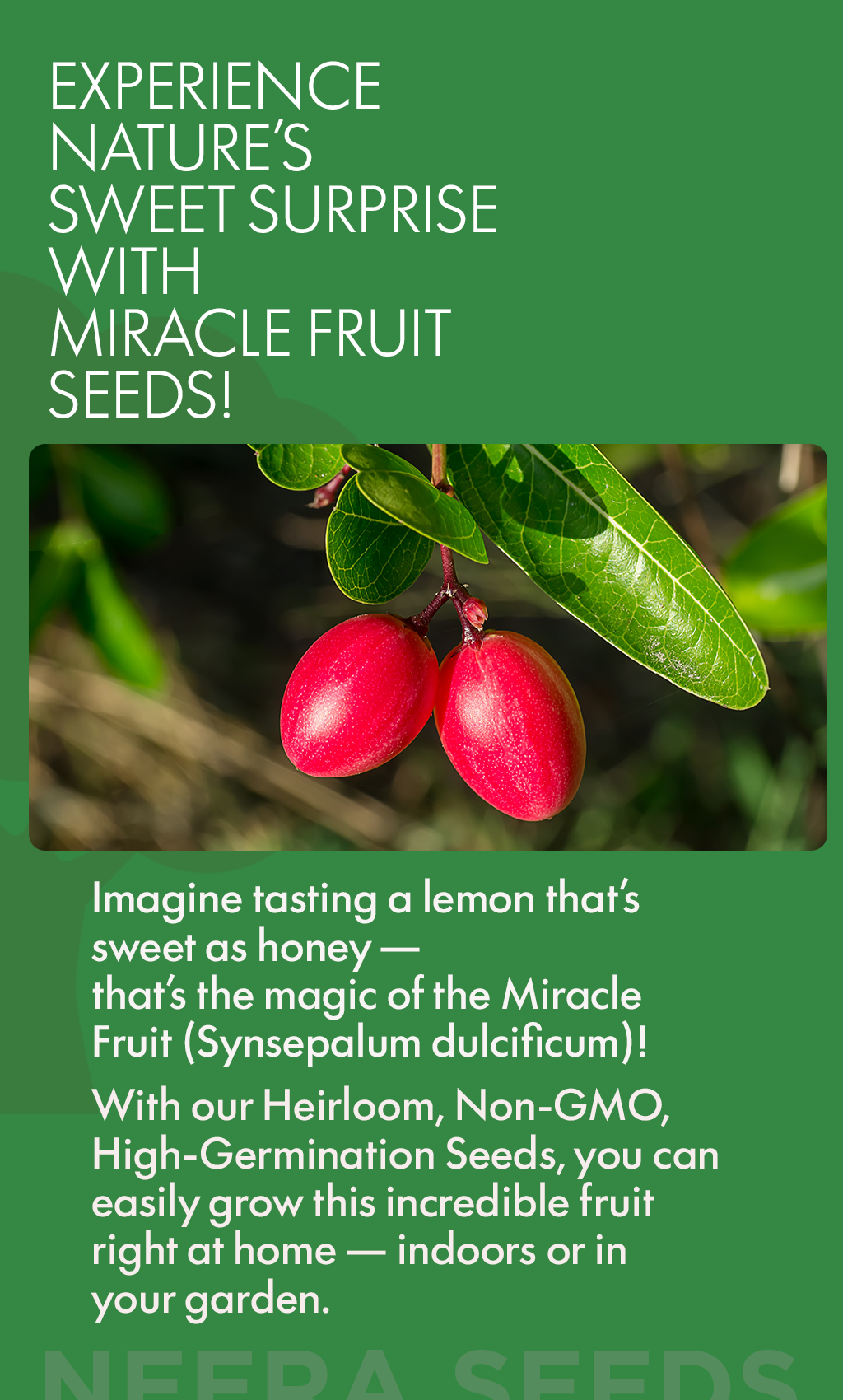 Experience Nature’s Sweet Surprise – Miracle Fruit Seeds for Your Home Garden