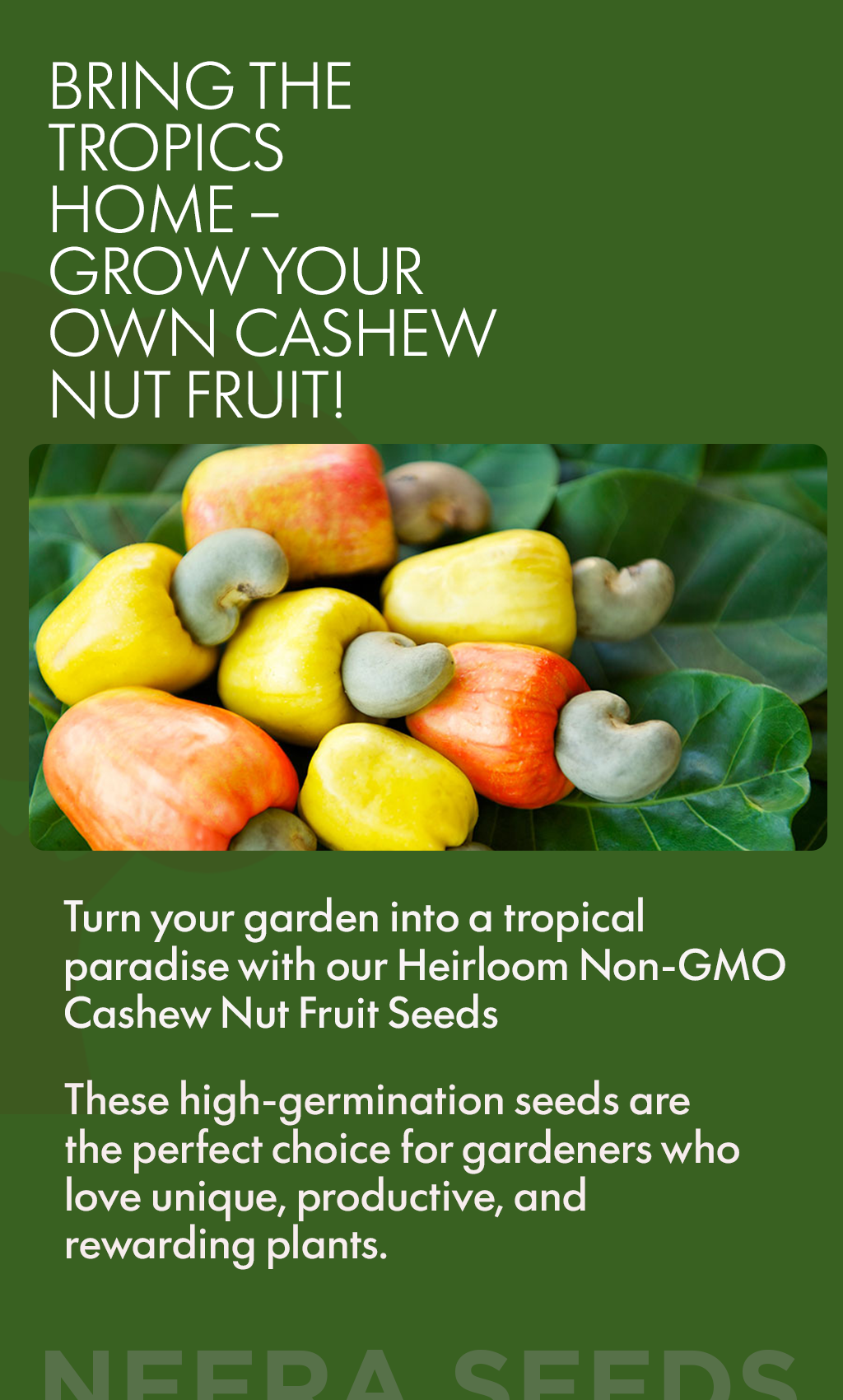 Bring the Tropics Home – Grow Your Own Cashew Nut Fruit!