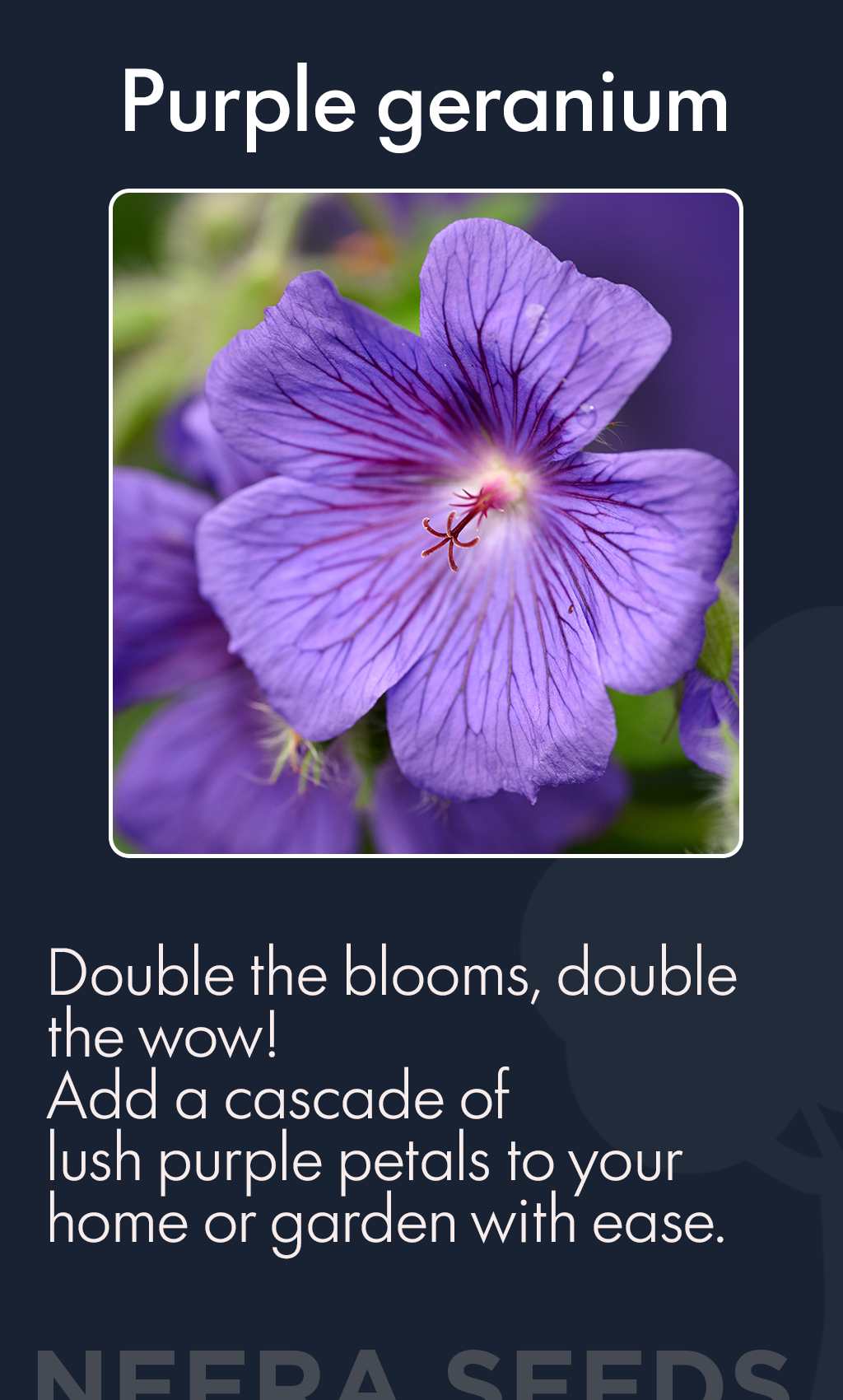 Purple Geranium Ivy Trailing Double Flower – How to Grow, Care, and Celebrate Its Beauty at Home