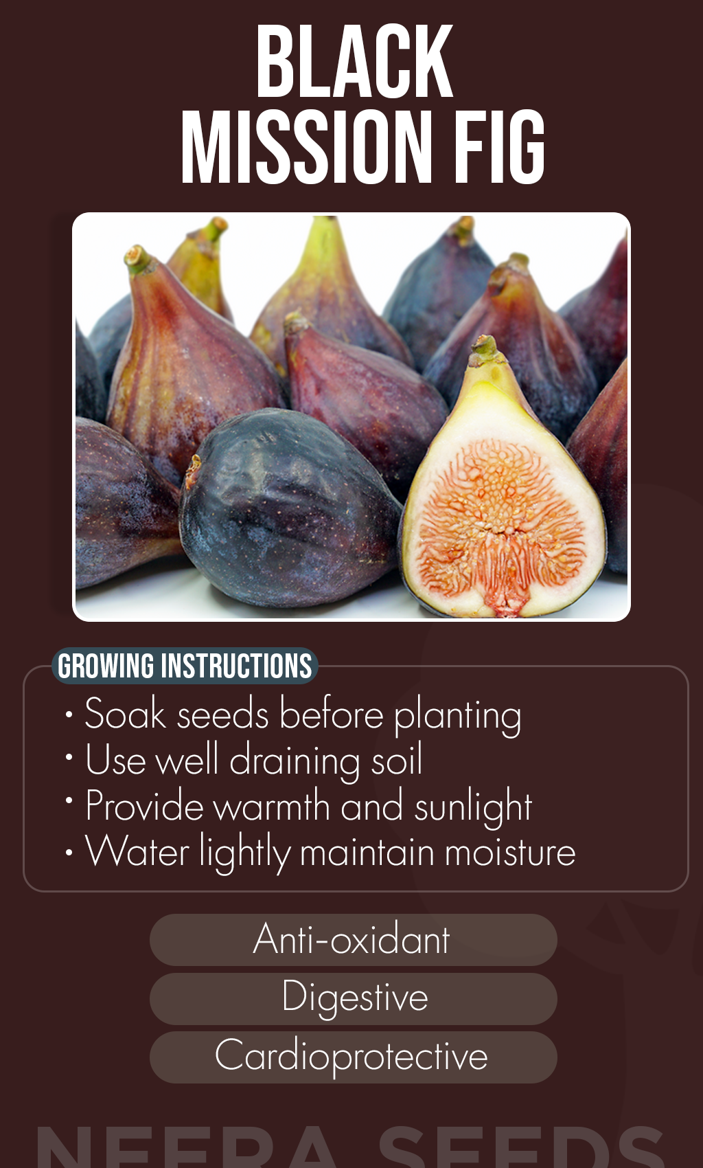 Nurture Sweet Winter Growth: Black Mission Fig Seeds for Your Garden