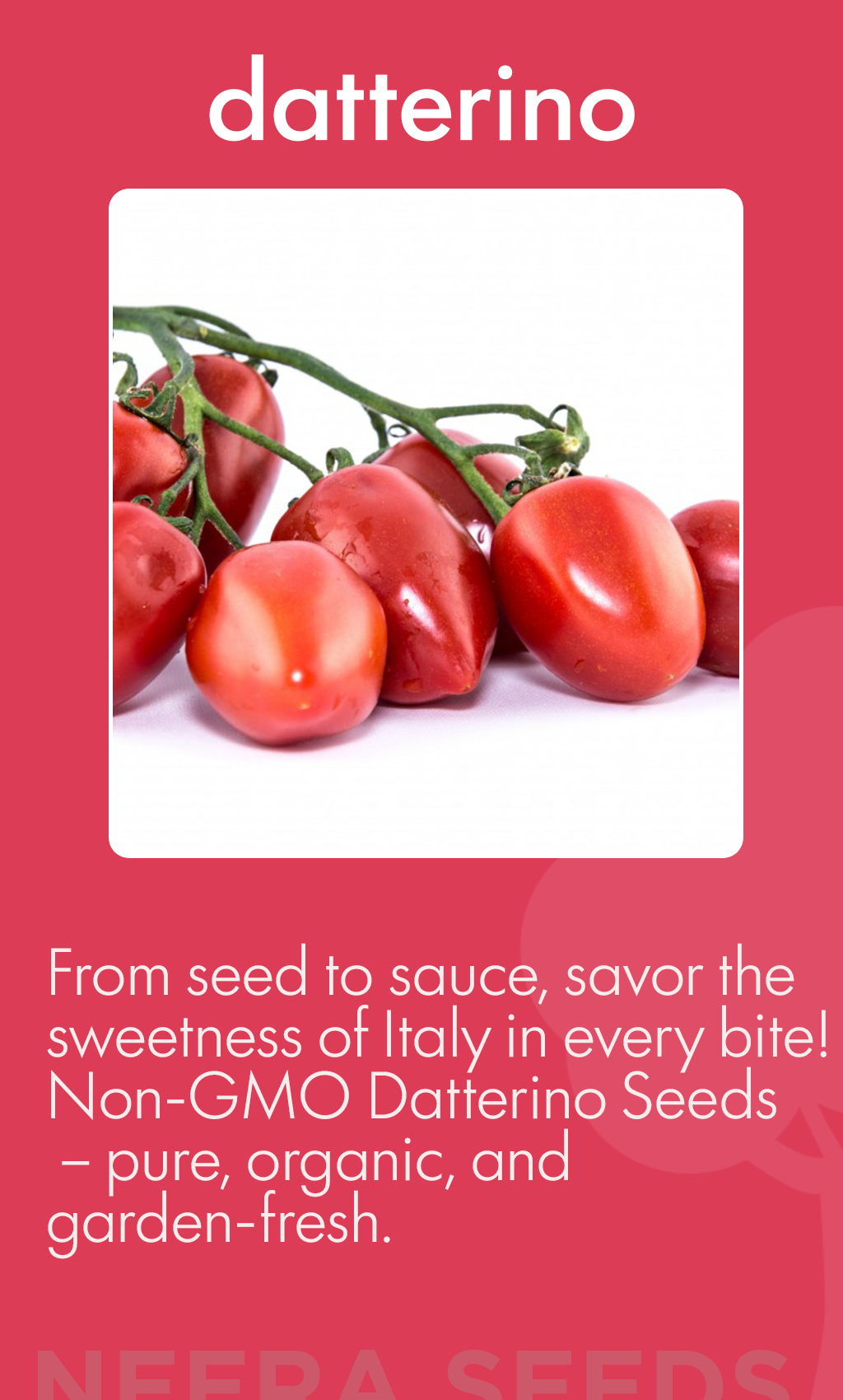 “Grow Sweet Success: How to Plant and Nurture Datterino Tomatoes from Organic Heirloom Seeds”