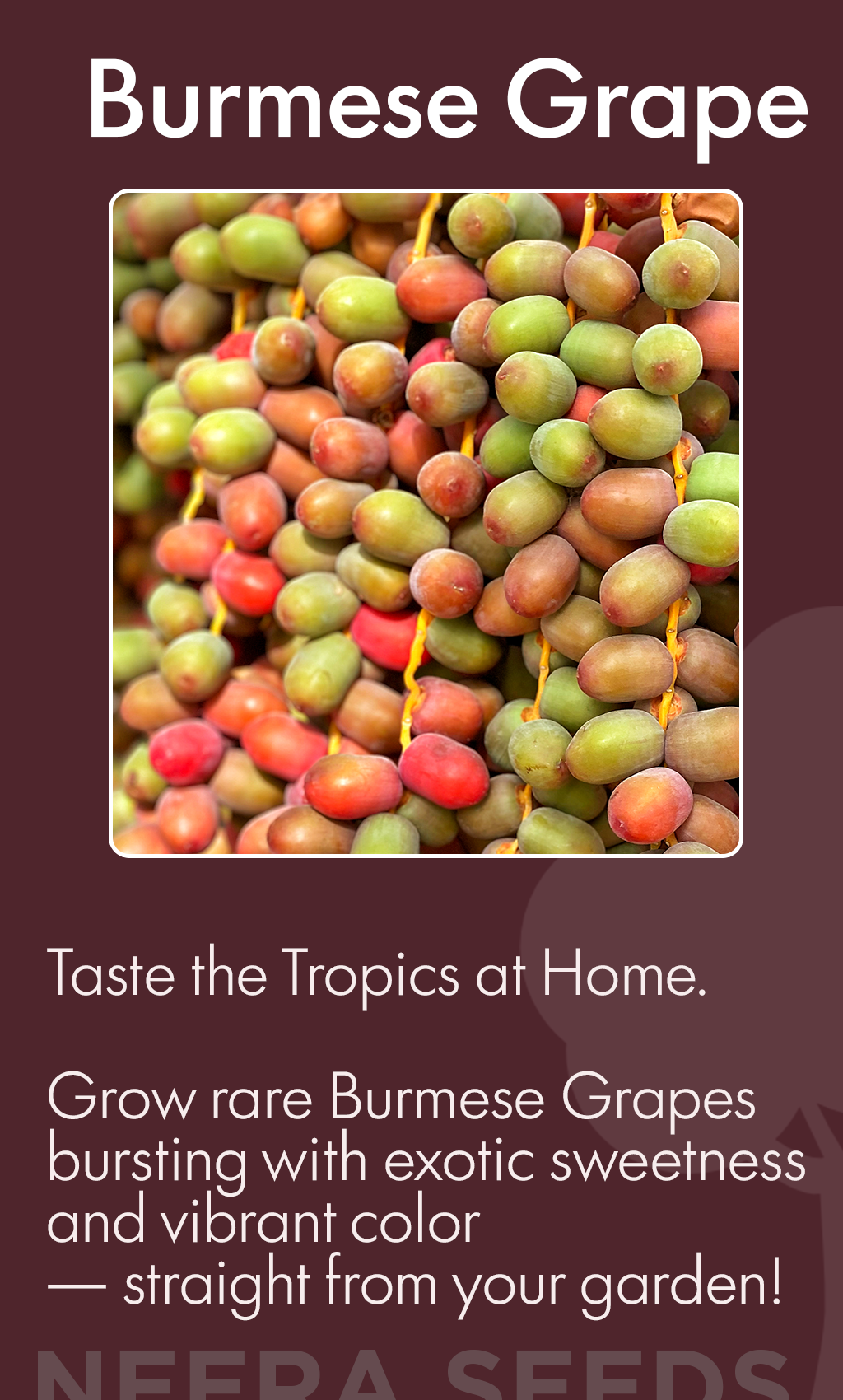 “Bring the Tropics Home: Grow Exotic Burmese Grape Fruit Trees from Organic Heirloom Seeds by Neera Seeds”