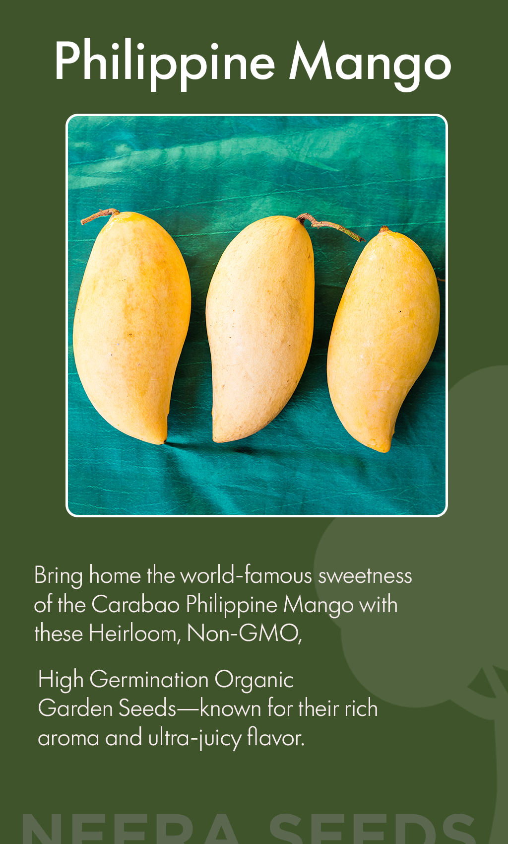 Carabao Mango Magic: Grow the World’s Sweetest Philippine Mango at Home from Heirloom Non-GMO Seeds