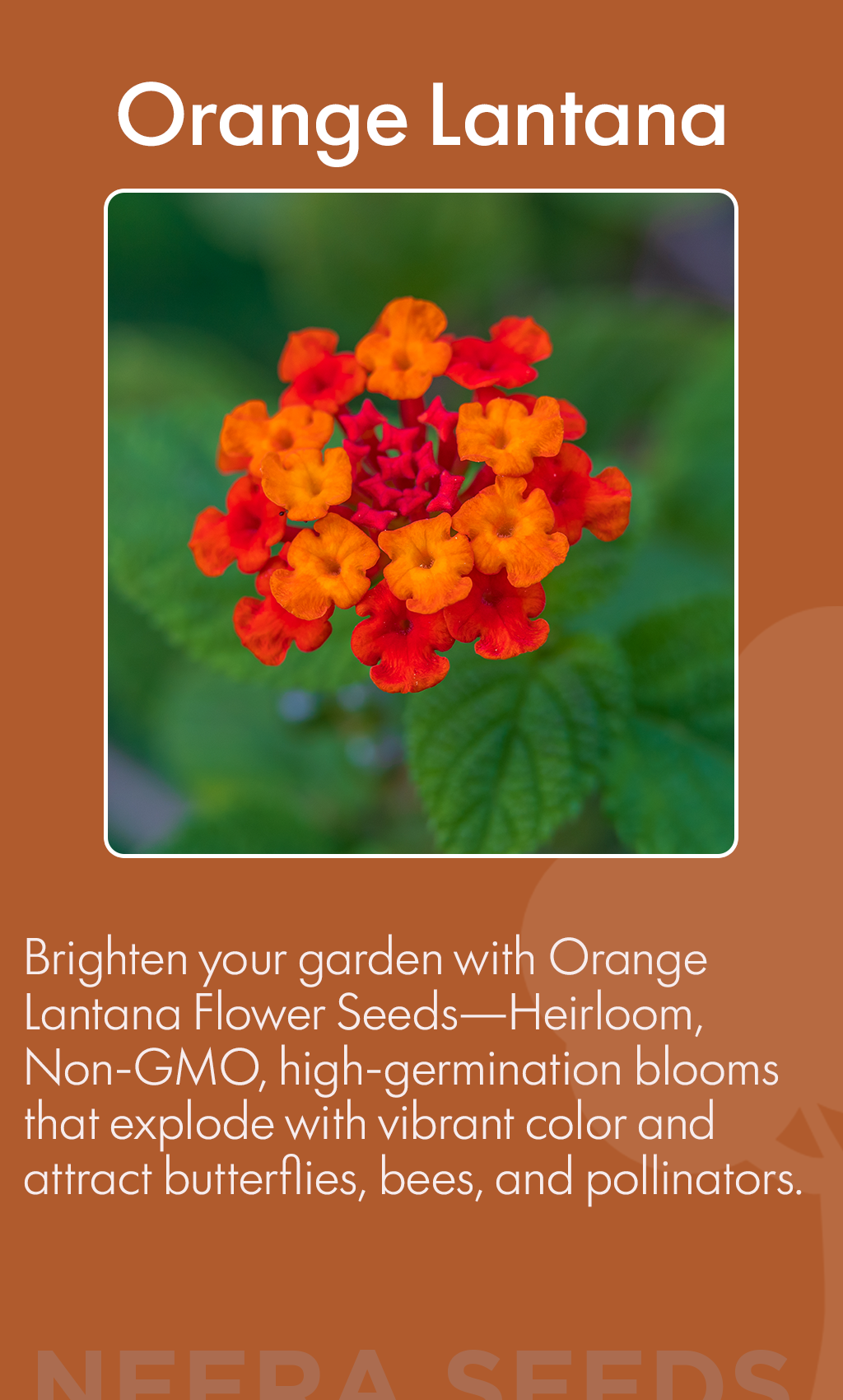 Bring Your Garden to Life with Orange Lantana: The Heirloom, Non-GMO Bloom That Brightens Every Corner