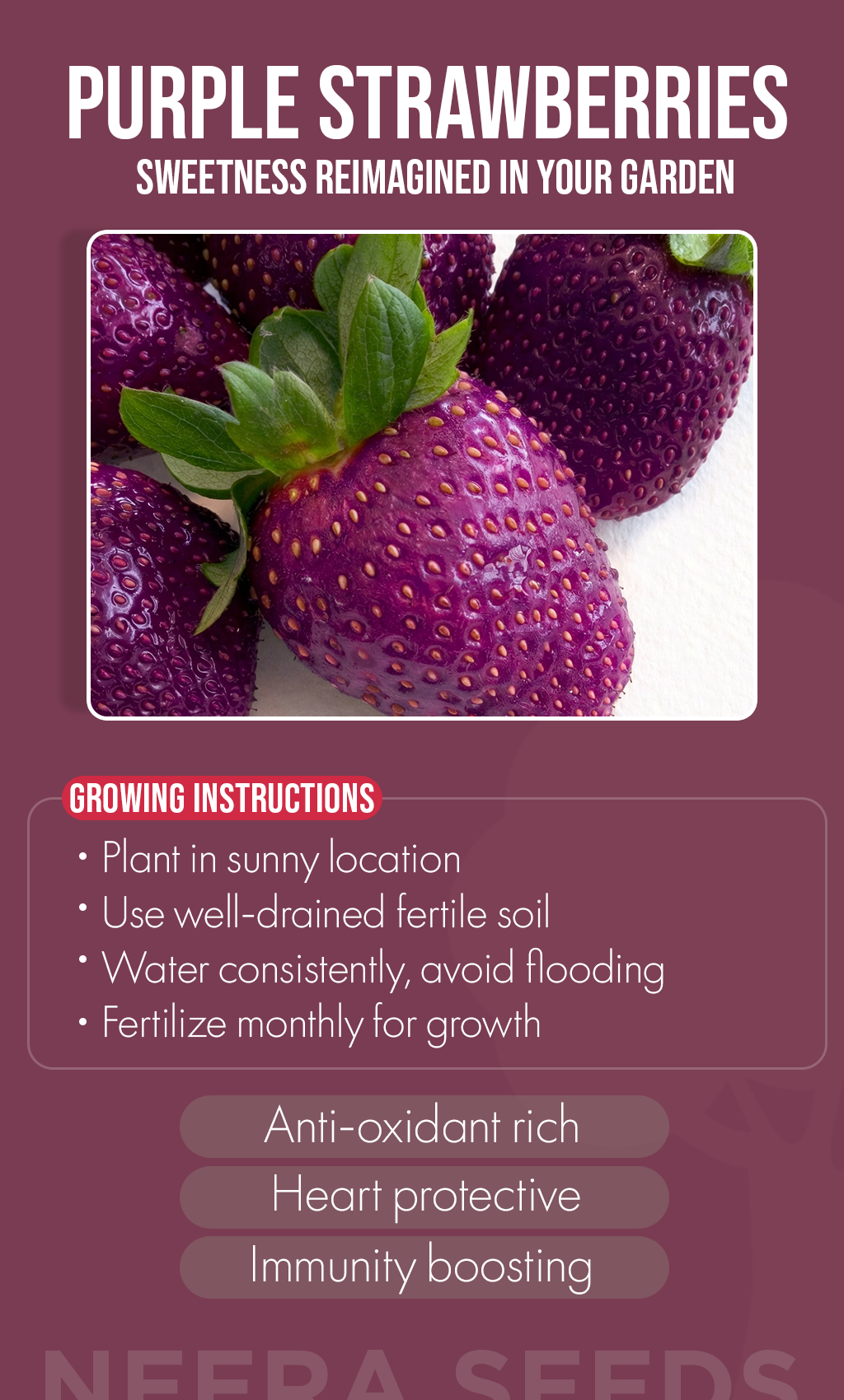 Add a Touch of Magic to Your Winter Garden: Grow Purple Strawberries at Home