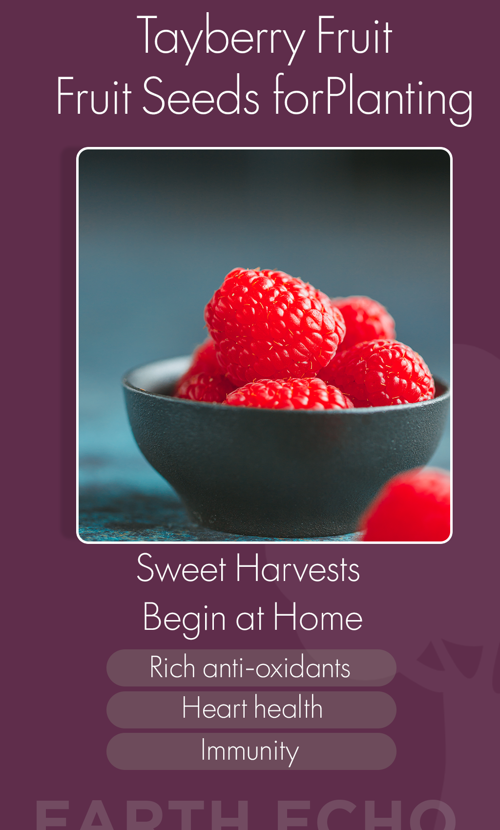 Grow the Rare Sweetness: Tayberry Fruit Seeds for a Healthier Winter Garden