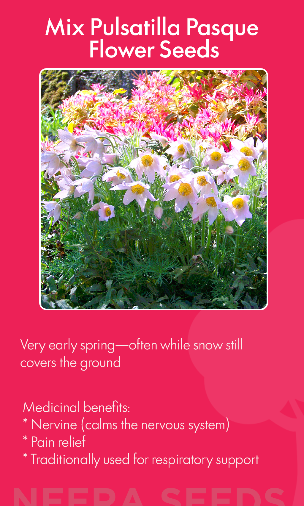 “When Winter Blooms: The Magic of Mix Pulsatilla Pasque Flower in Your American Garden”