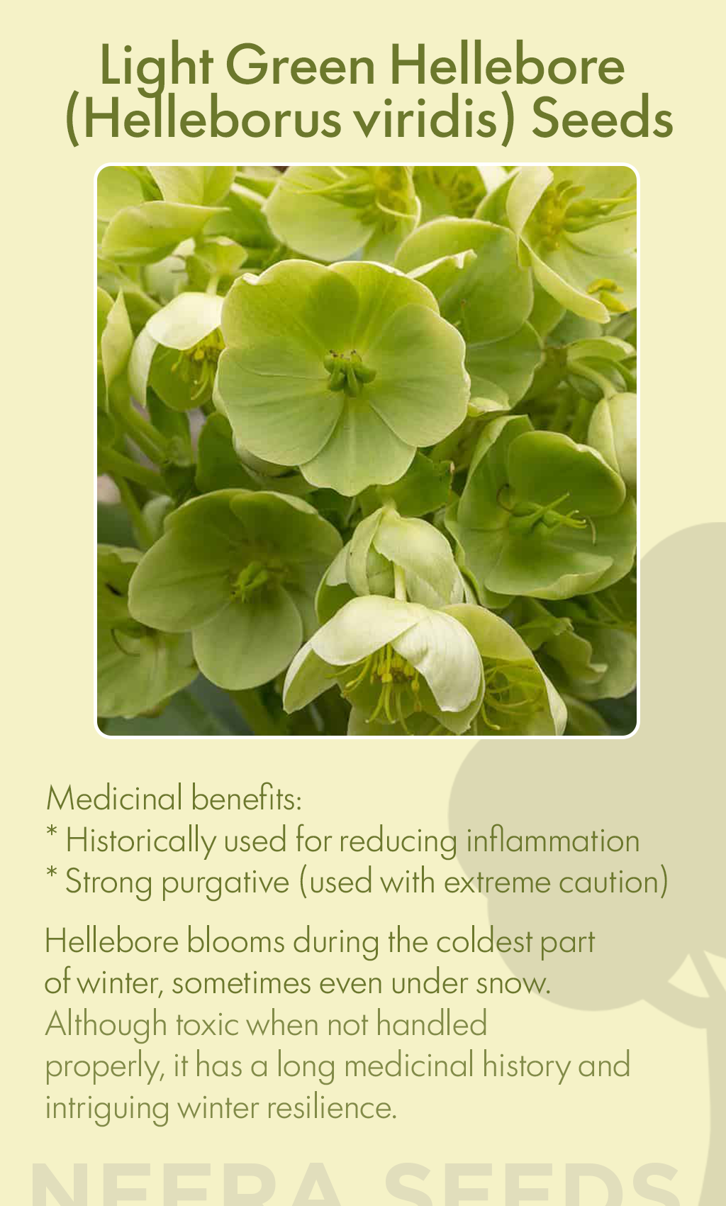 The Winter Bloom That Never Fades: How to Grow Light Green Hellebore (Helleborus viridis) in Your U.S. Garden