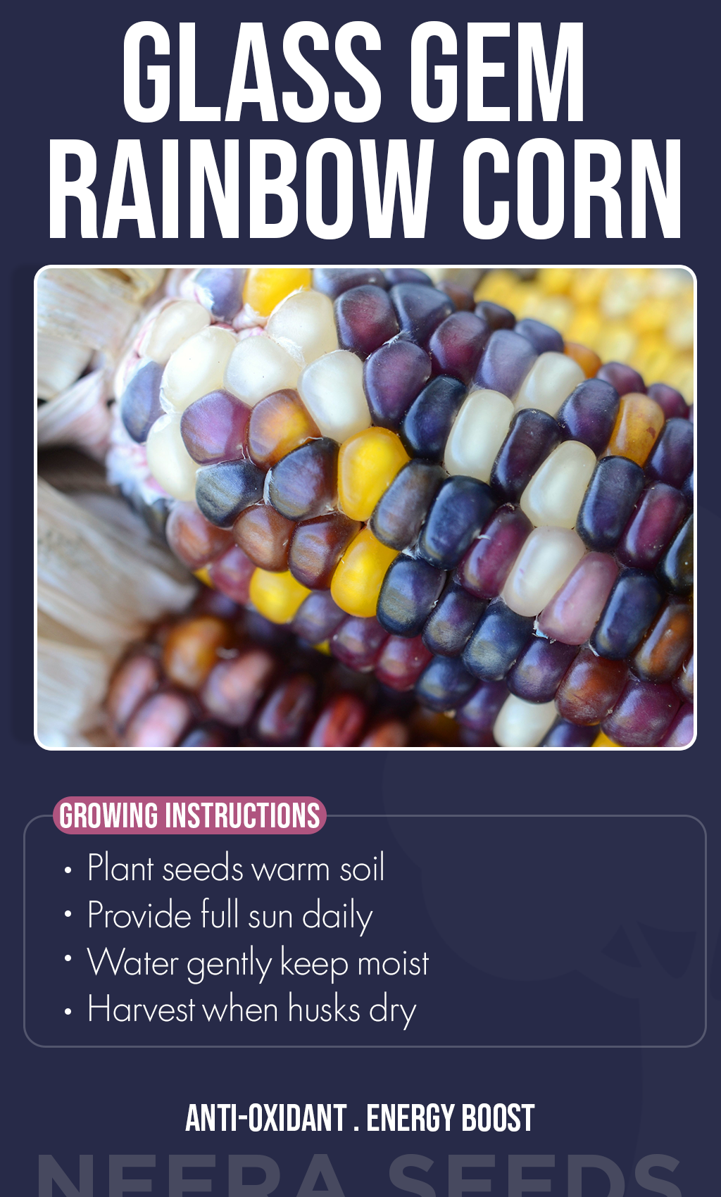 Grow Magic in Your Garden: Glass Gem Rainbow Corn Seeds for a Colorful Summer Harvest