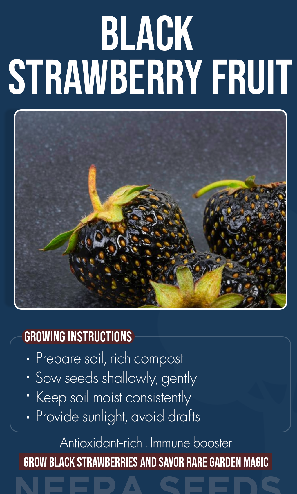 Grow Something Rare This Winter: Black Strawberry Seeds for Sweet, Homegrown Delight