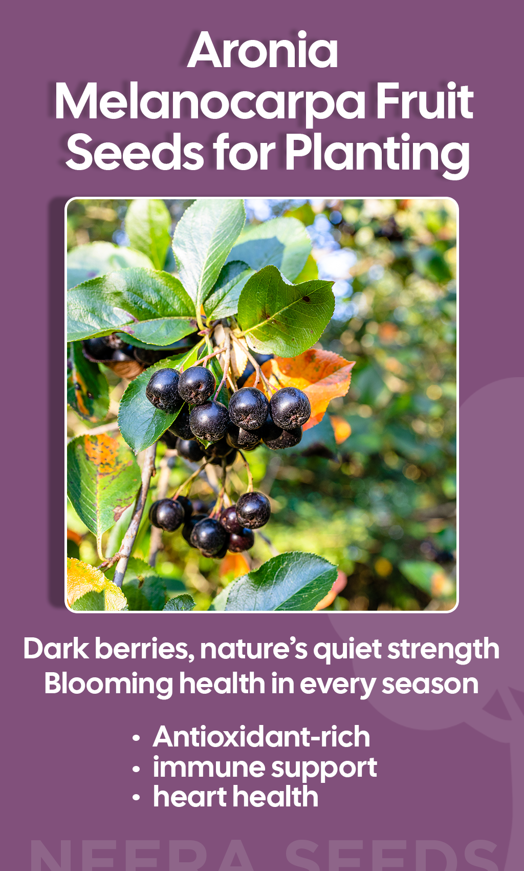 Grow Superfood at Home: Aronia Melanocarpa Seeds for Winter Wellness