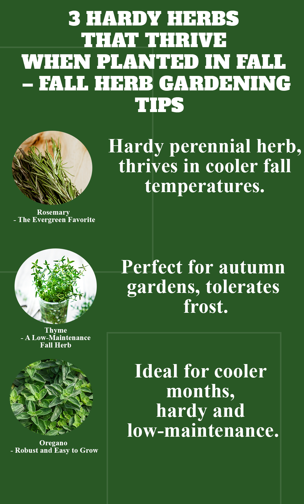 “3 Hardy Herbs That Thrive When Planted in Fall – Essential Autumn Gardening Tips”