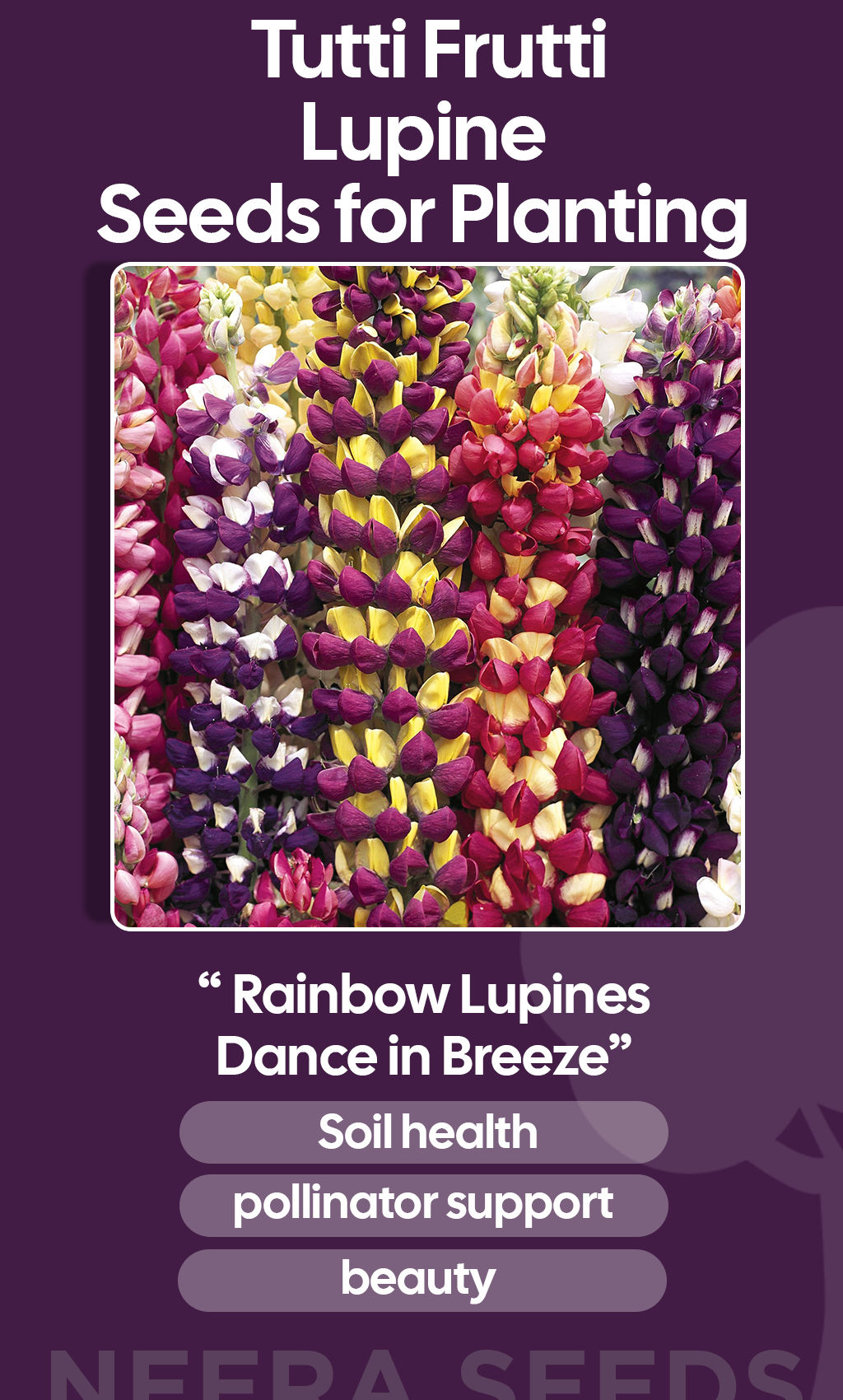 Bring Winter Color to Life with Organic Heirloom Tutti Frutti Lupine Seeds