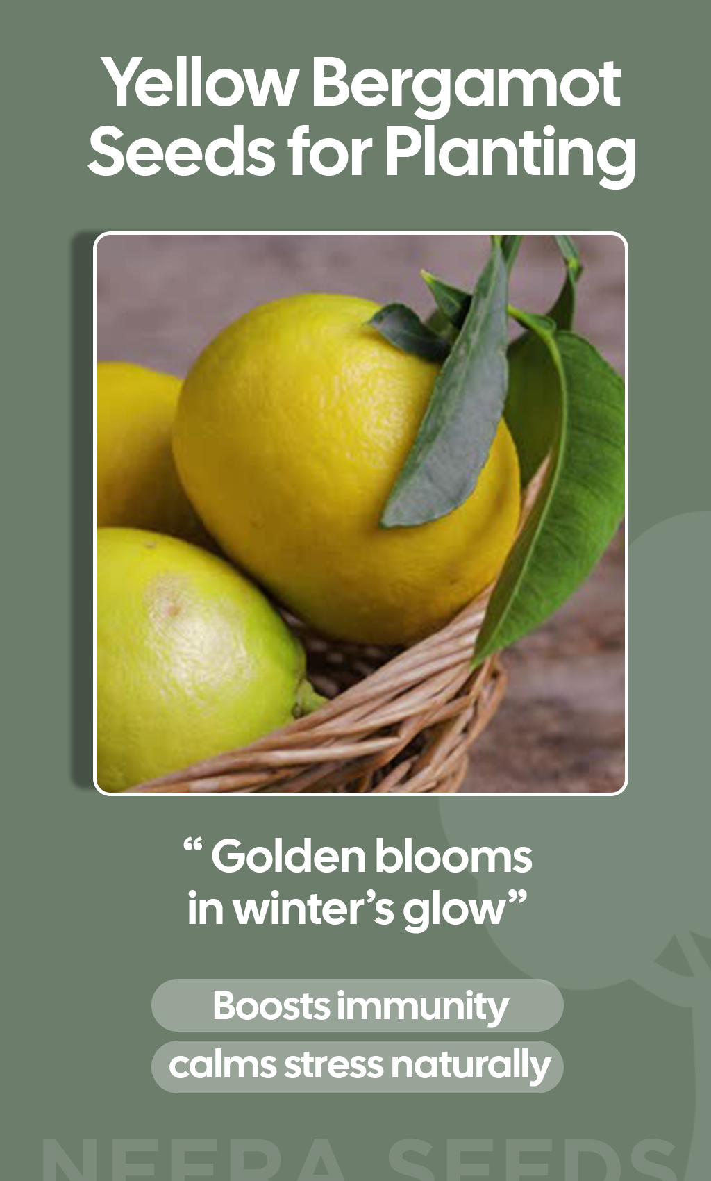 Grow Warmth, Wellness & Wildlife This Winter with Yellow Bergamot Seeds