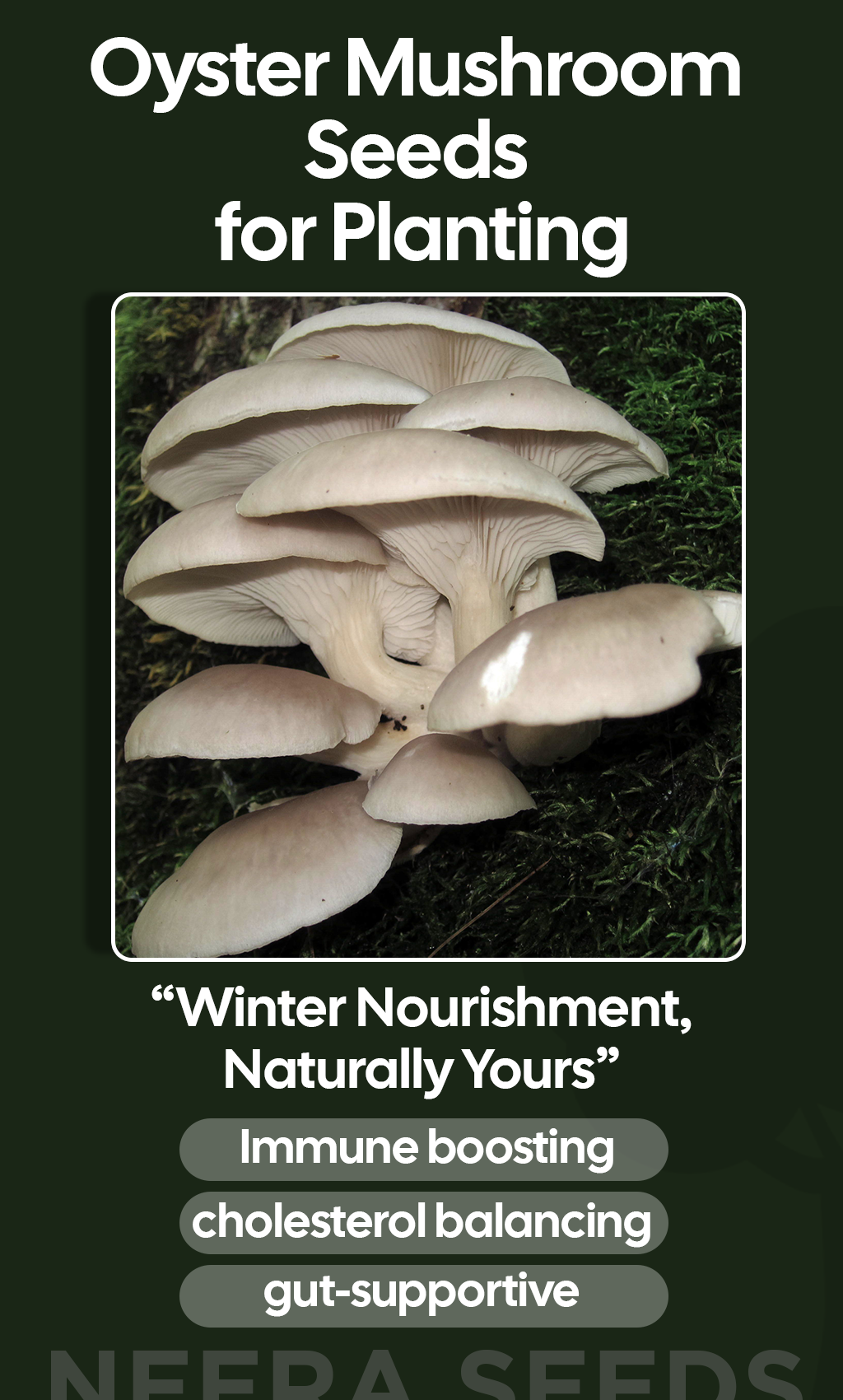 Grow Fresh Oyster Mushrooms This Winter: Organic, Non-GMO Seeds for Home Gardens