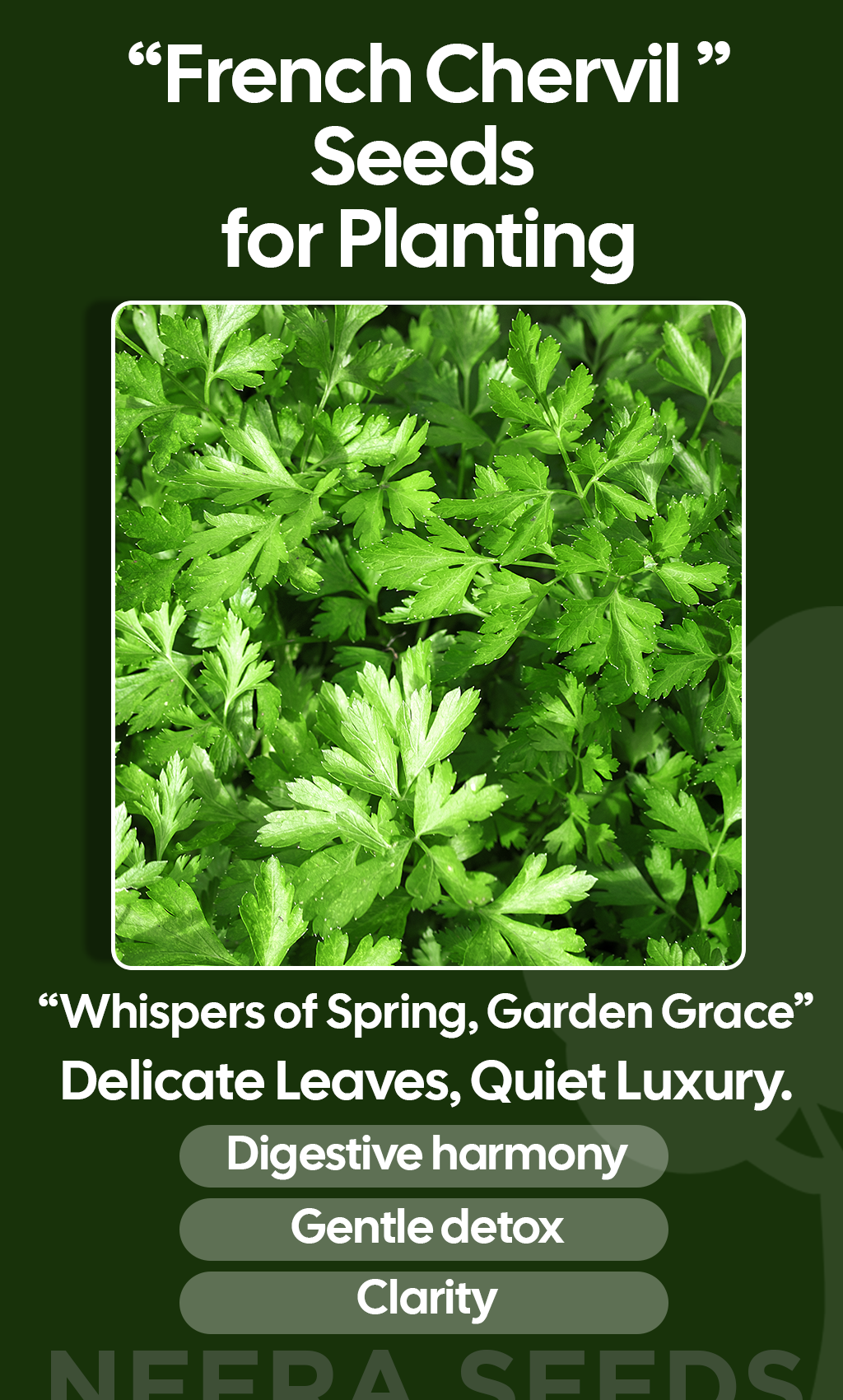 Grow Winter Flavor at Home: French Chervil Seeds for a Fresh, Cozy Kitchen