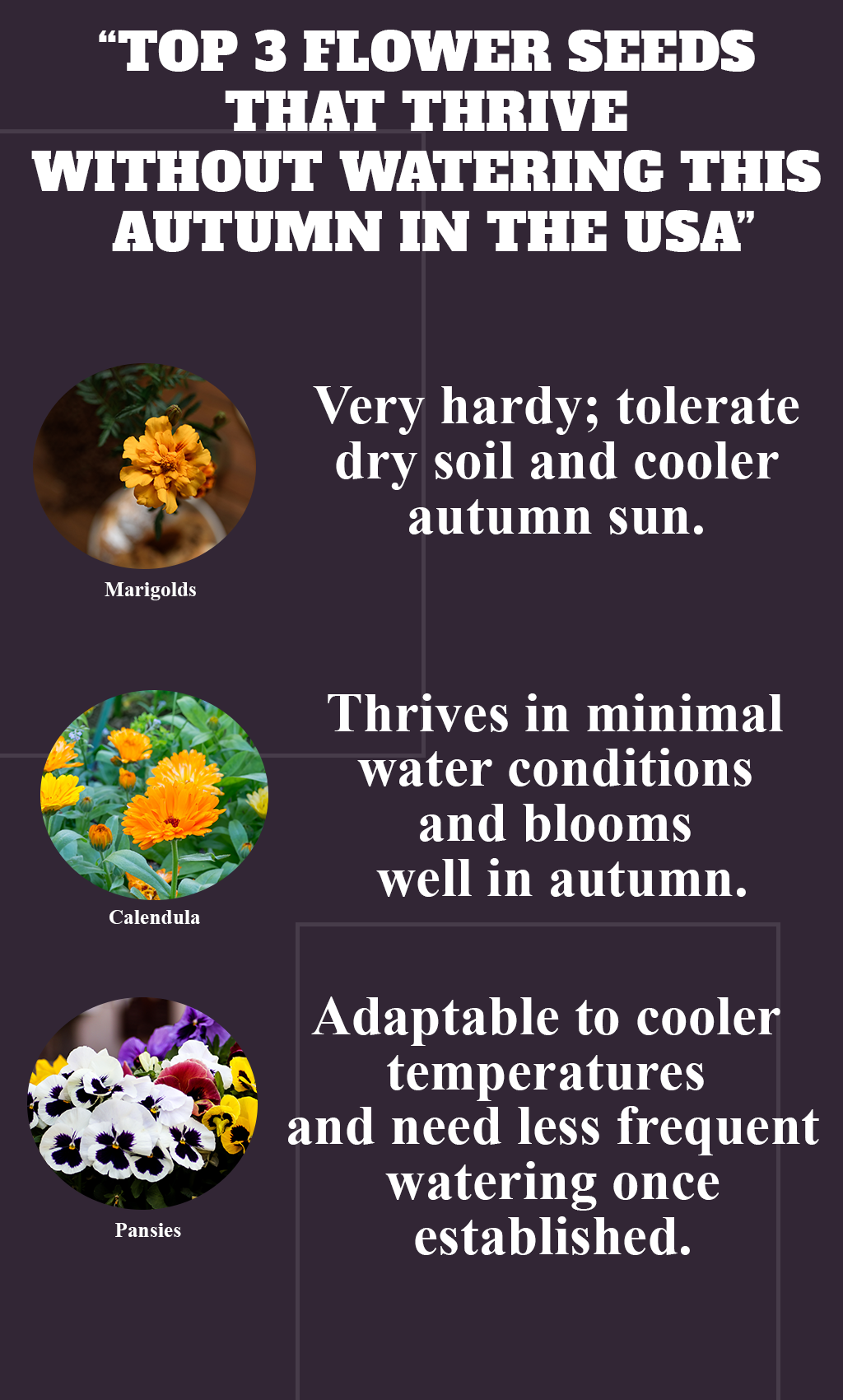 “Forget the Watering Can! 3 Flower Seeds That Practically Grow Themselves This Fall”