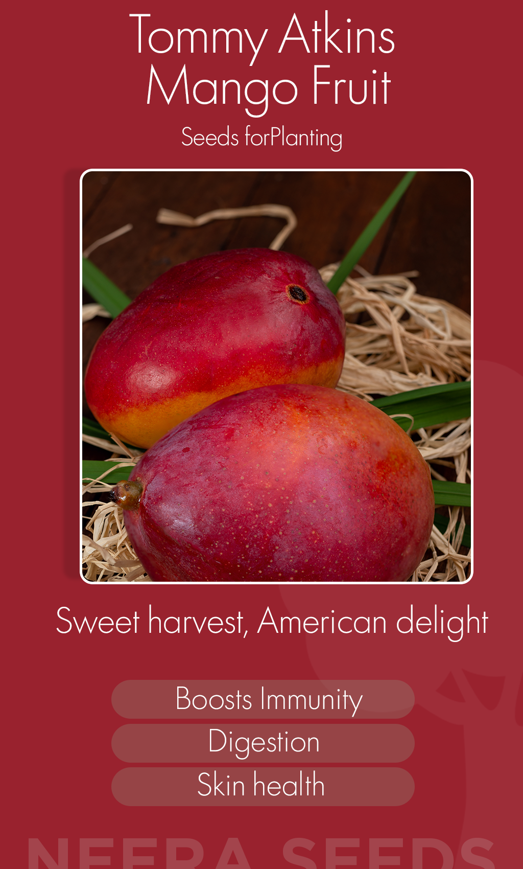 Grow Sunshine at Home: Tommy Atkins Mango Seeds for a Sweet Tropical Winter Harvest