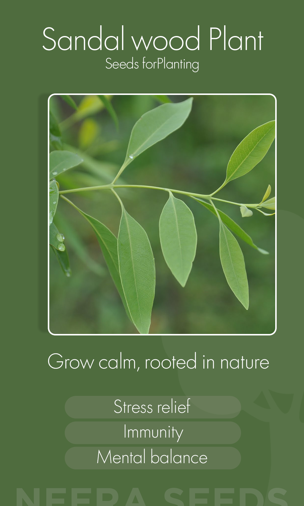 🌿 Sandalwood Seeds: Grow a Sacred Fragrance Garden This Winter