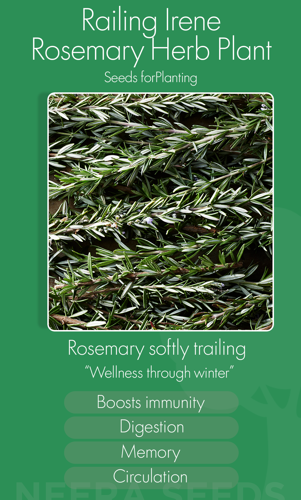 Let Winter Bloom: Grow Trailing Irene Rosemary for Flavor, Wellness, and Warmth