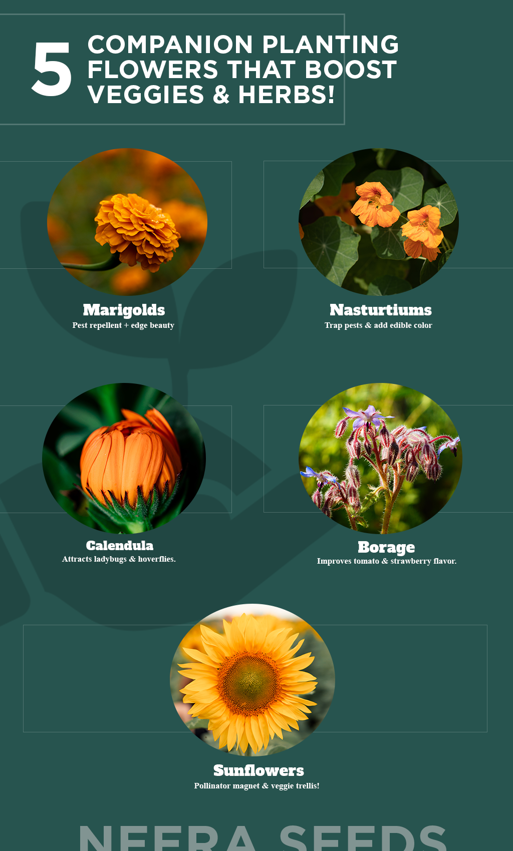 5 Companion Flowers Every Gardener Should Grow to Boost Veggies & Herbs