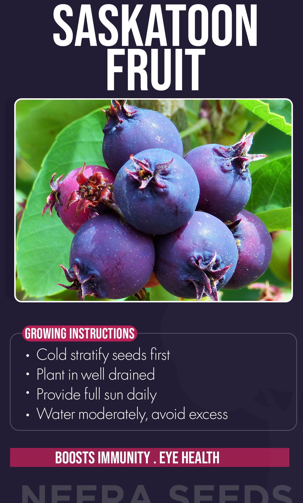 Grow Sweet Summer Memories: Saskatoon Fruit Seeds for a Thriving Backyard Harvest