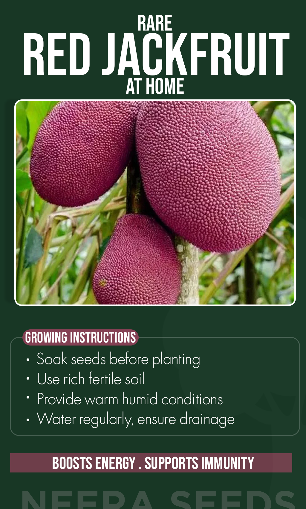Bring Tropical Sweetness Home: Grow Red Jackfruit for a Lush Summer Harvest