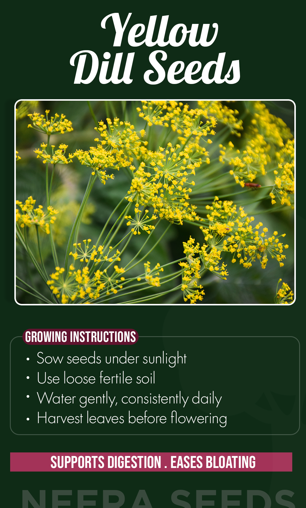 Grow Fresh Flavor All Summer: Yellow Dill Plant Seeds for a Thriving Herb Garden