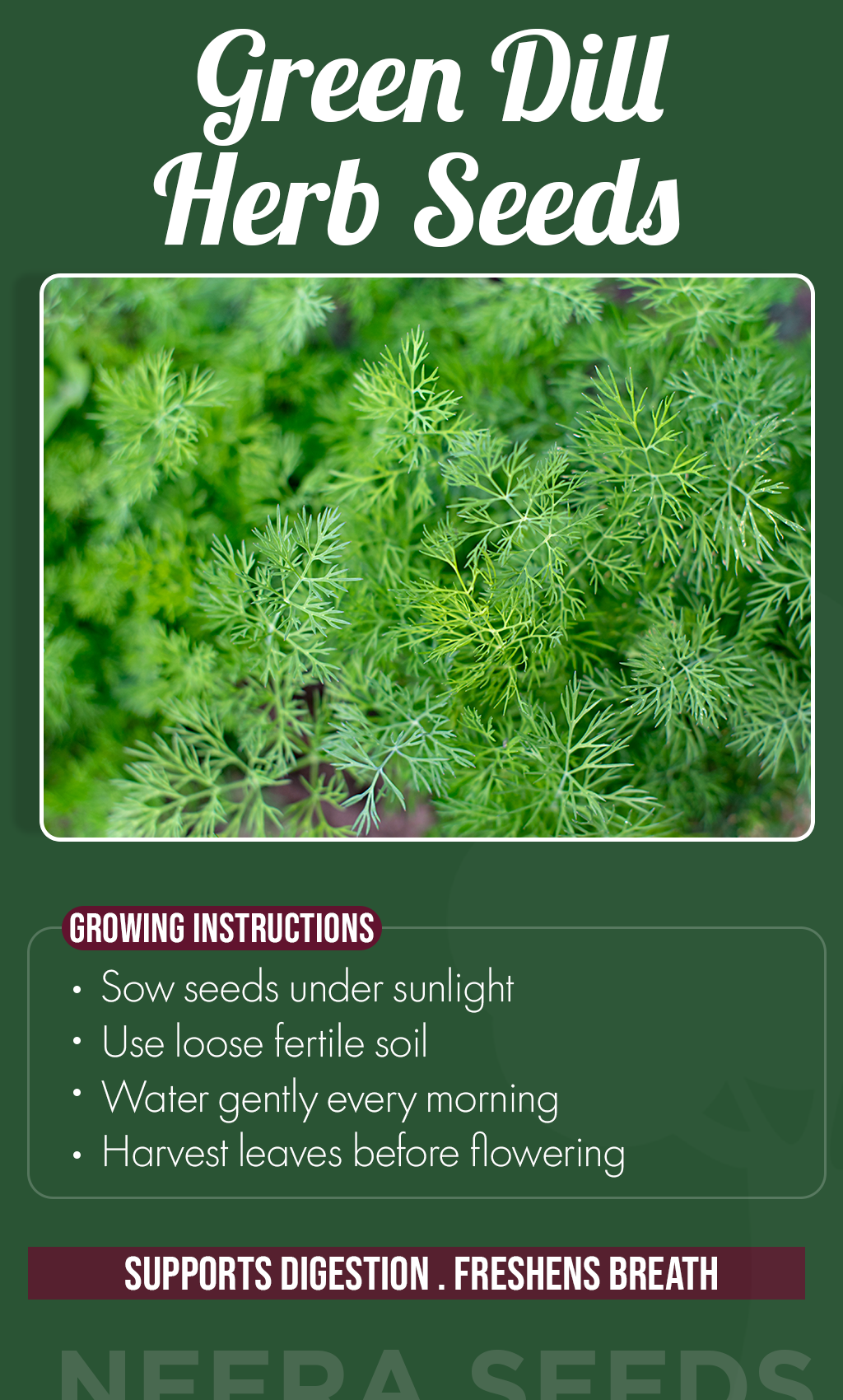 Grow Fresh Flavor All Summer: Why Green Dill Herb Seeds Belong in Every Home Garden