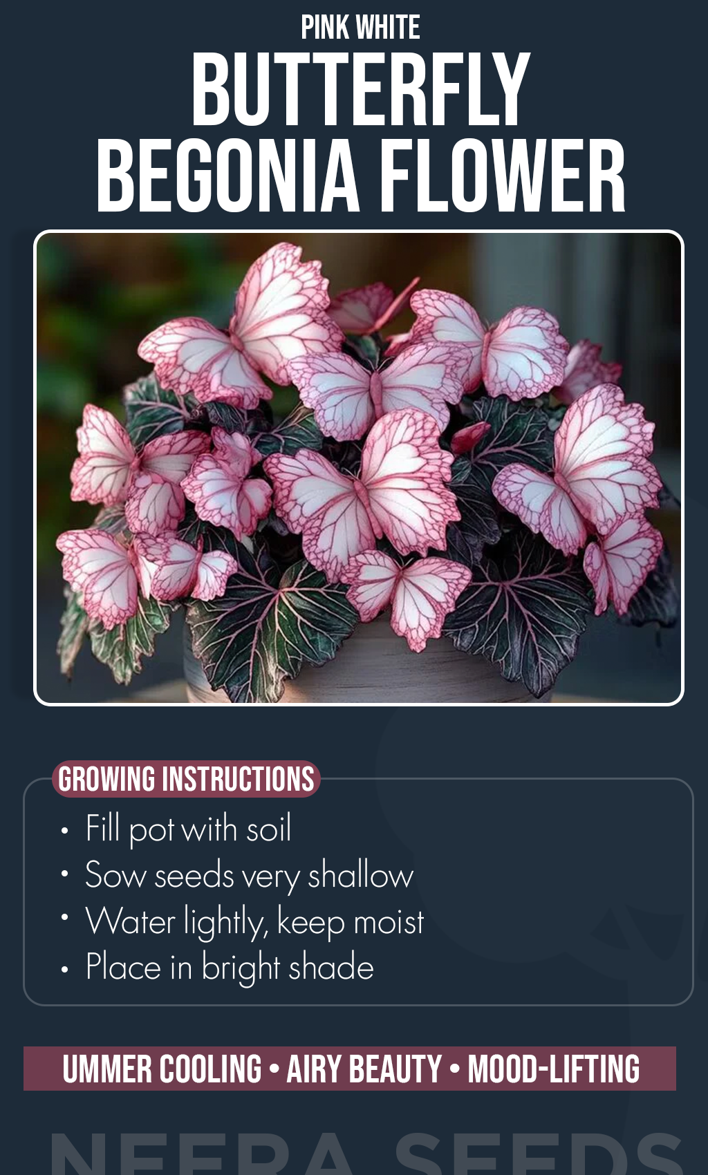 Bring Moonlit Magic Home: Grow Pink &amp; White Moonlight Butterfly Begonias This Summer