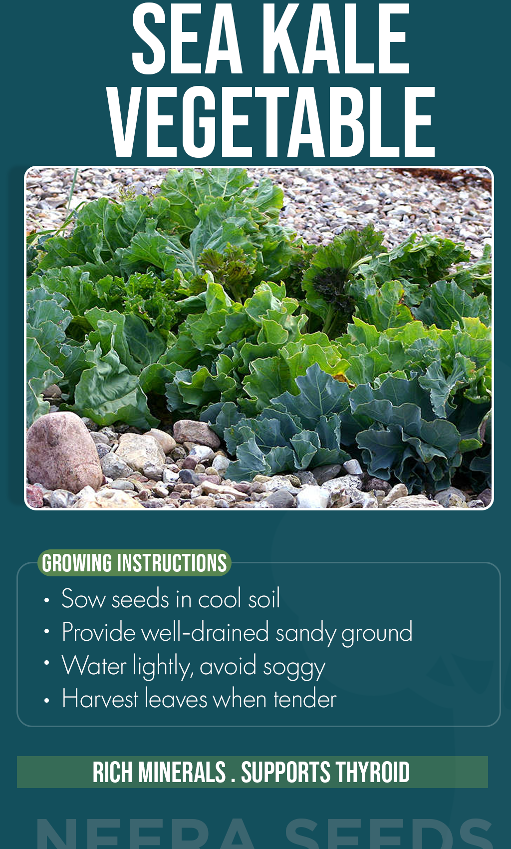 Grow Something Different This Winter: Sea Kale Seeds for a Nutritious Home Garden