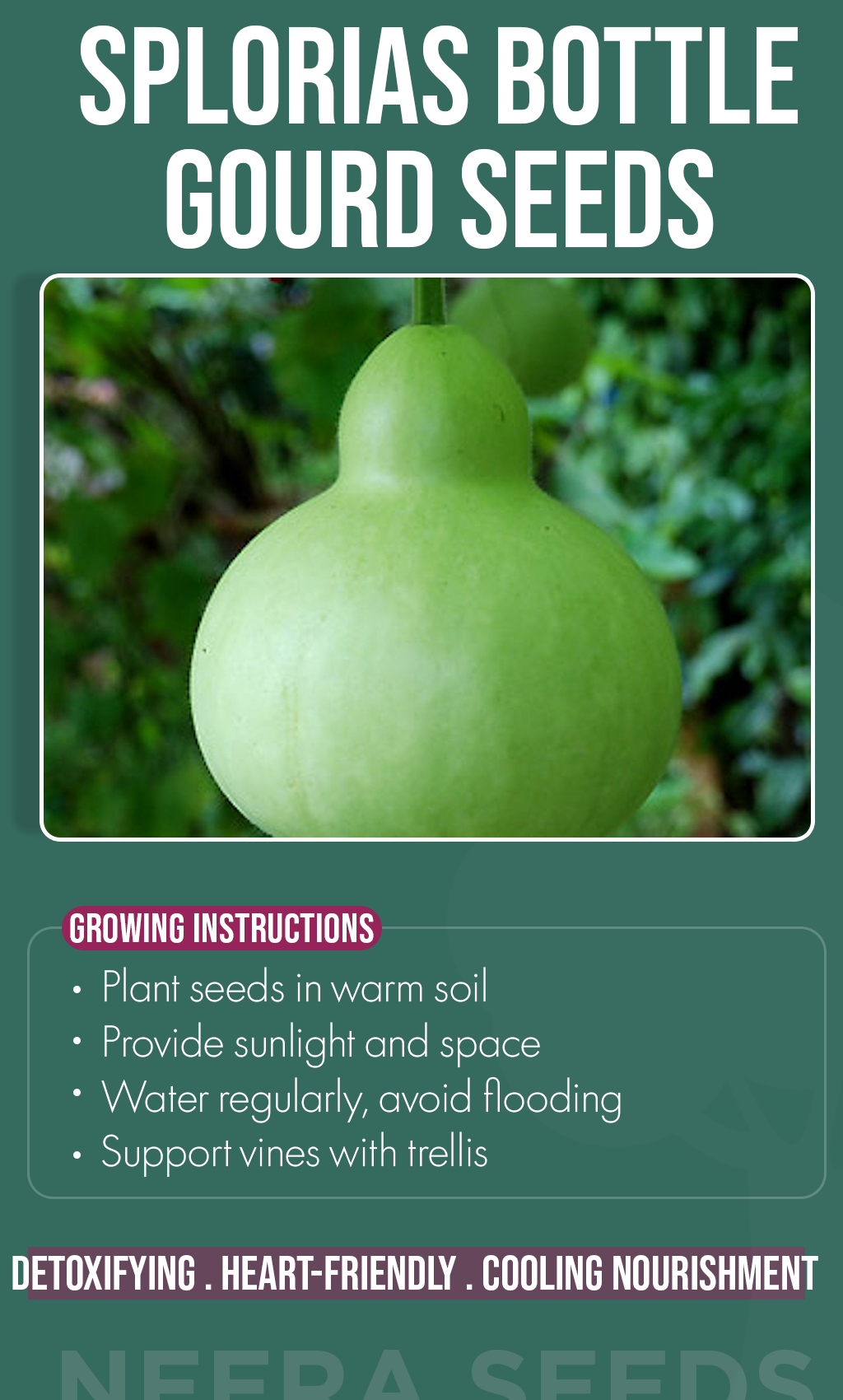 Grow Health & Happiness: Splorias Bottle Gourd Seeds for Your Winter Garden